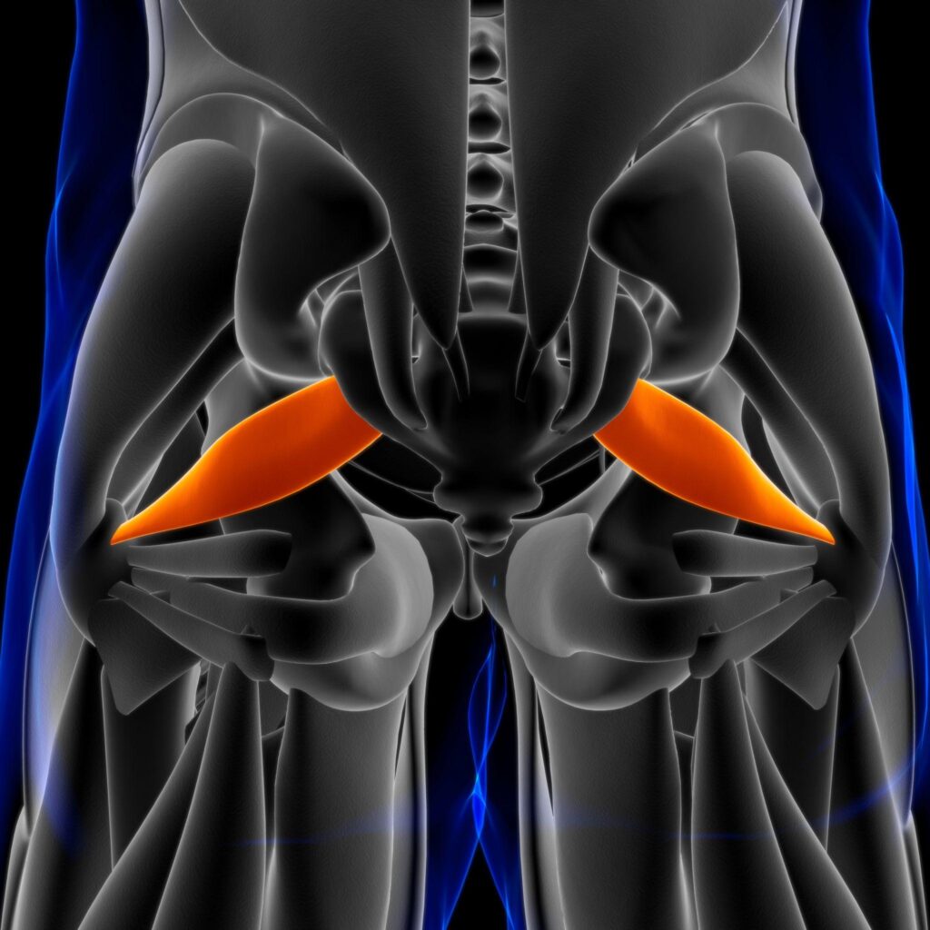 Piriformis Muscle and Piriformis Syndrome: Causes,     Symptoms, and Role of Medical Yoga
